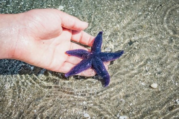 Kraken сайт магазин