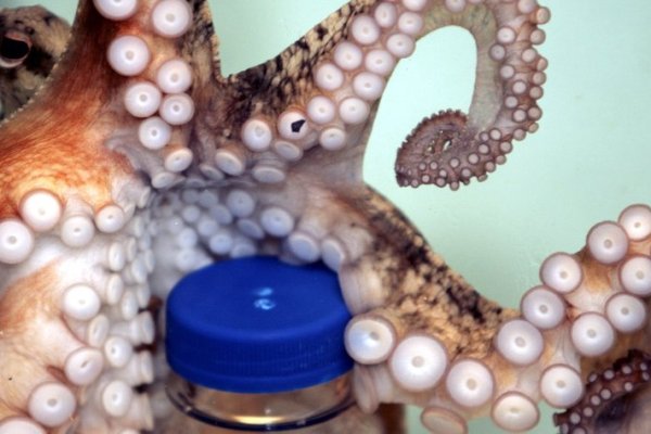 Kraken marketplace