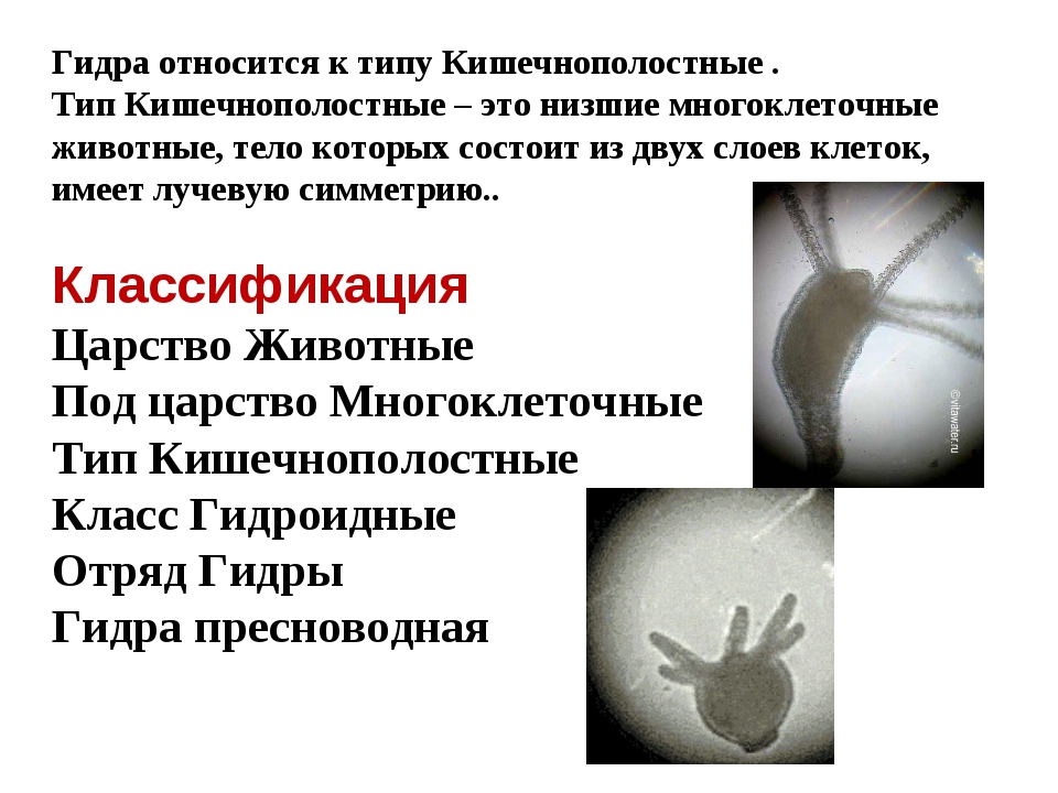 Кракен питер